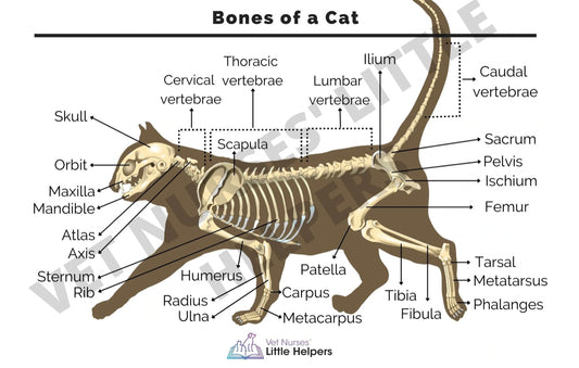 Bones of a Cat Poster - Vet Nurses Little Helpers