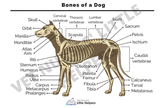 Bones of a Dog Poster - Vet Nurses Little Helpers