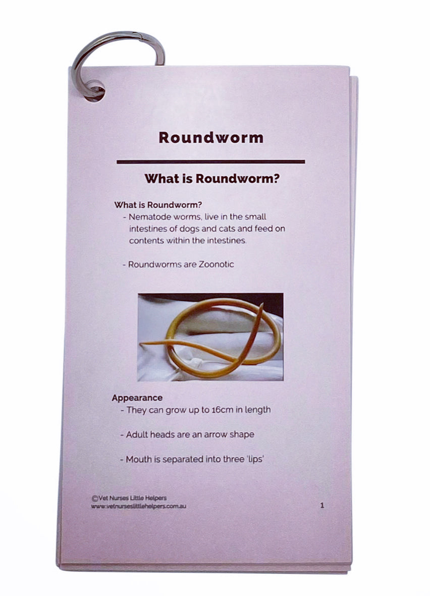 Roundworm - Vet Nurses Little Helpers